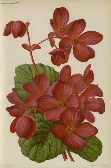 B. ‘Adonis’